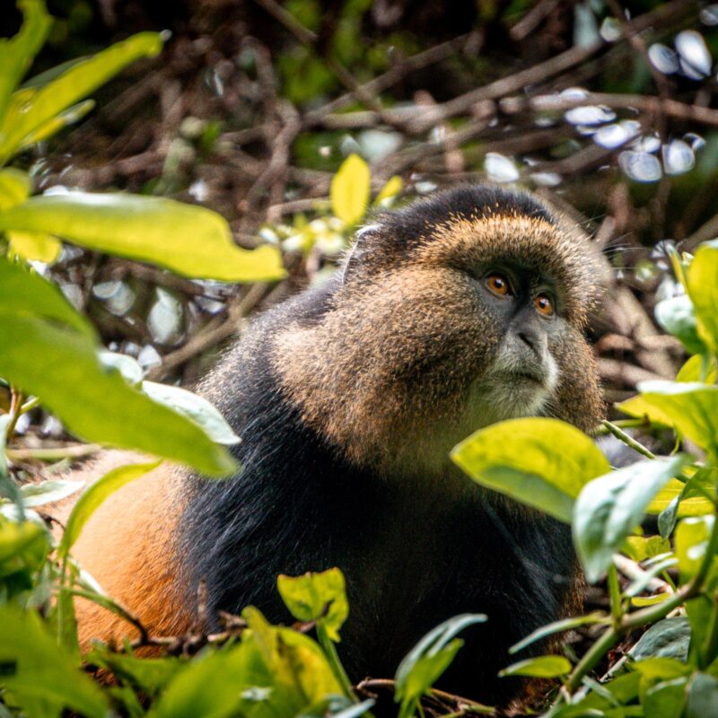 Gorilla & Golden Monkey Tracking