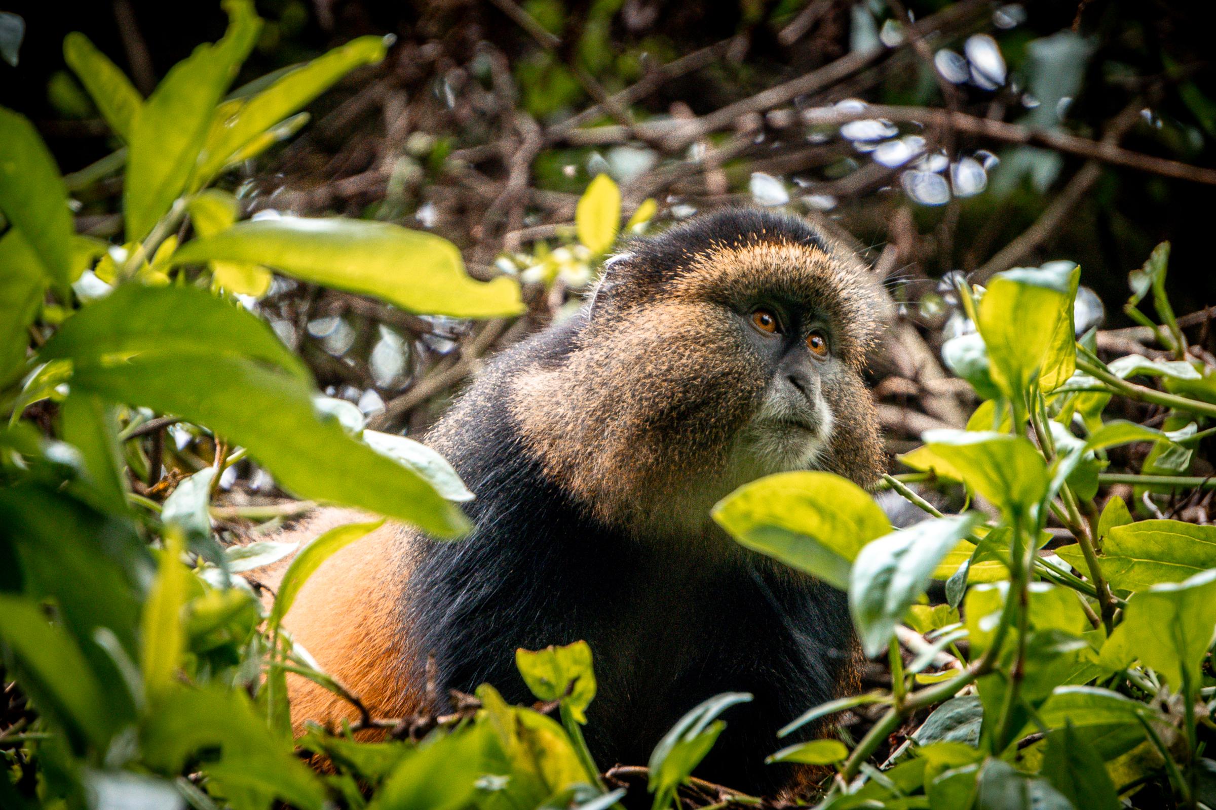 Gorilla & Golden Monkey Tracking