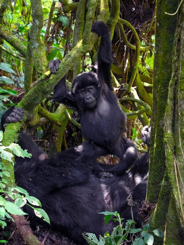 Uganda Gorilla Trekking Safari