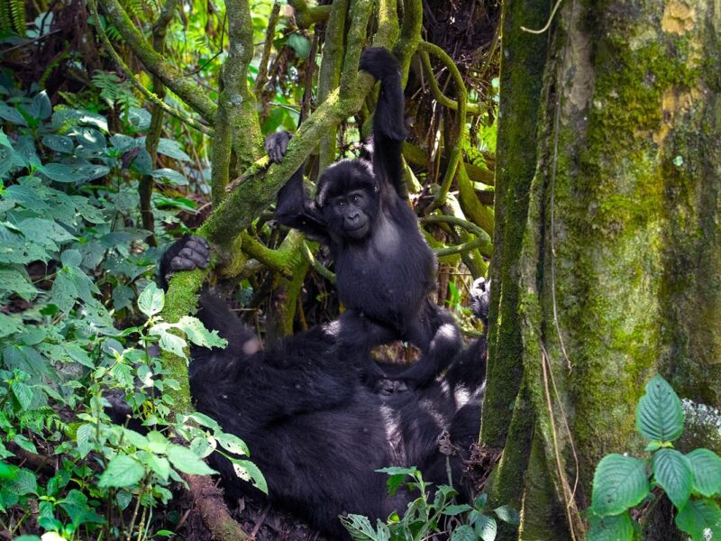 Uganda Gorilla Trekking Safari