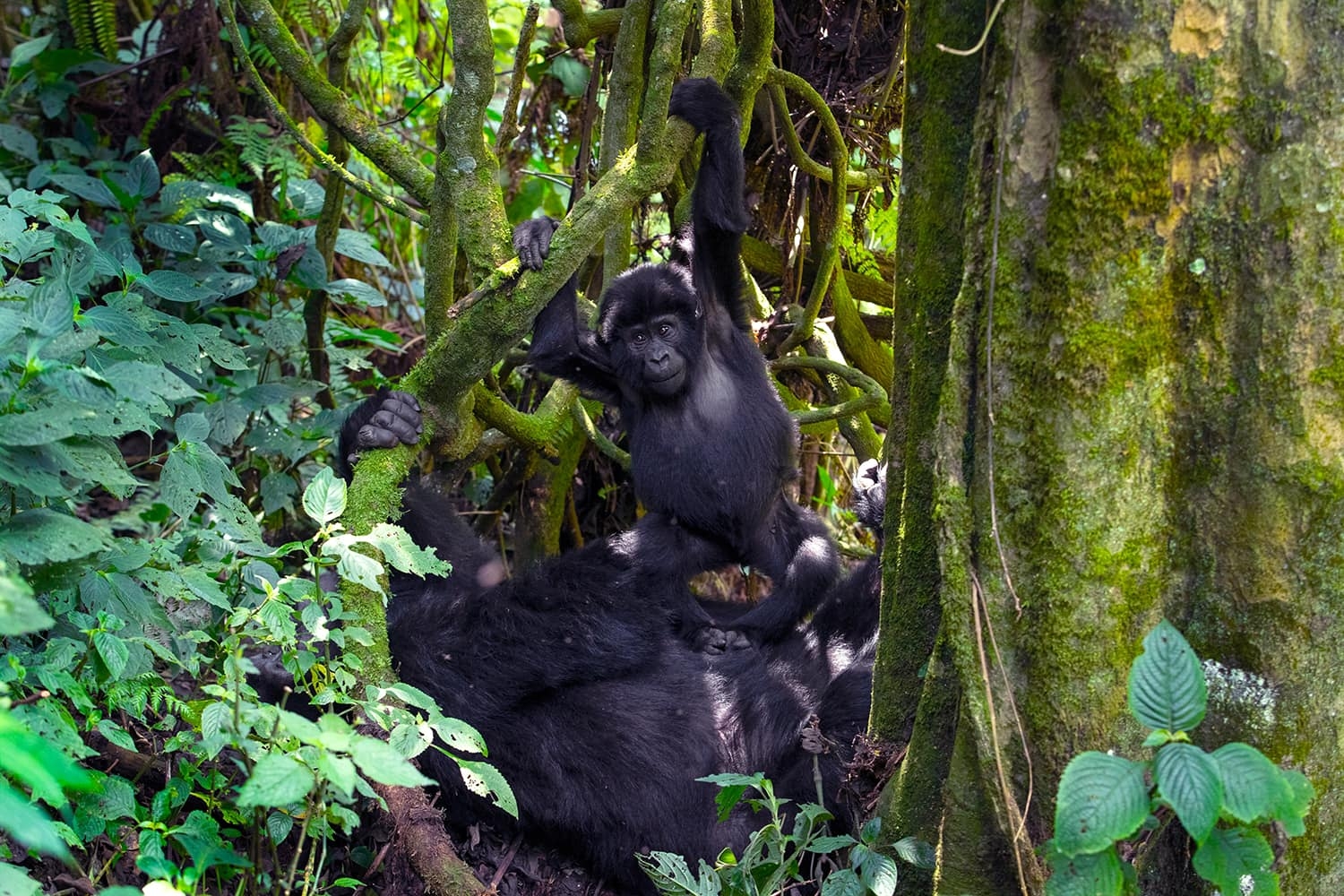 Rwanda Gorilla Trekking Safari