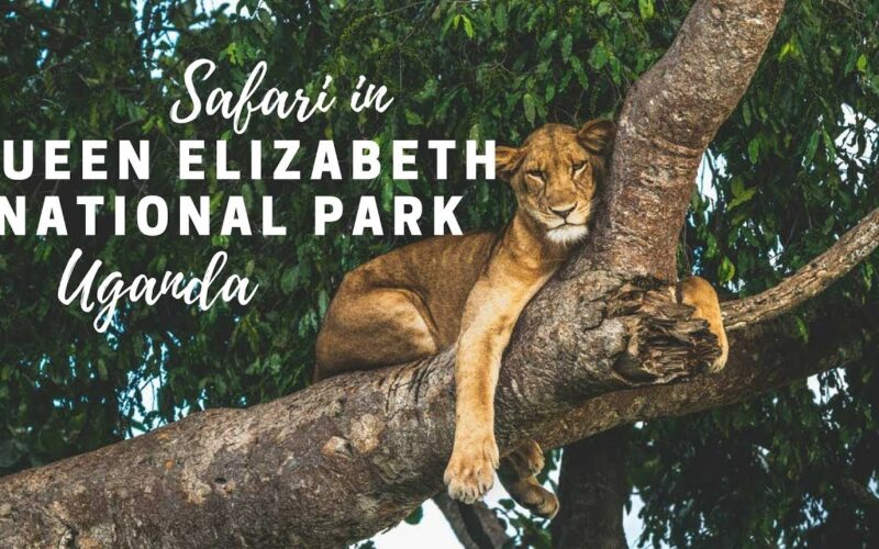 Queen Elizabeth National Park Safari