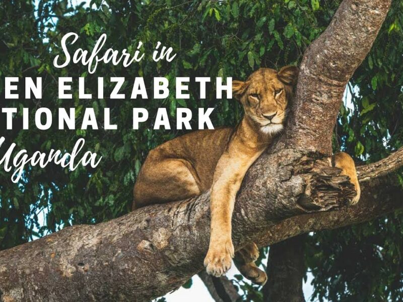 Queen Elizabeth National Park Safari