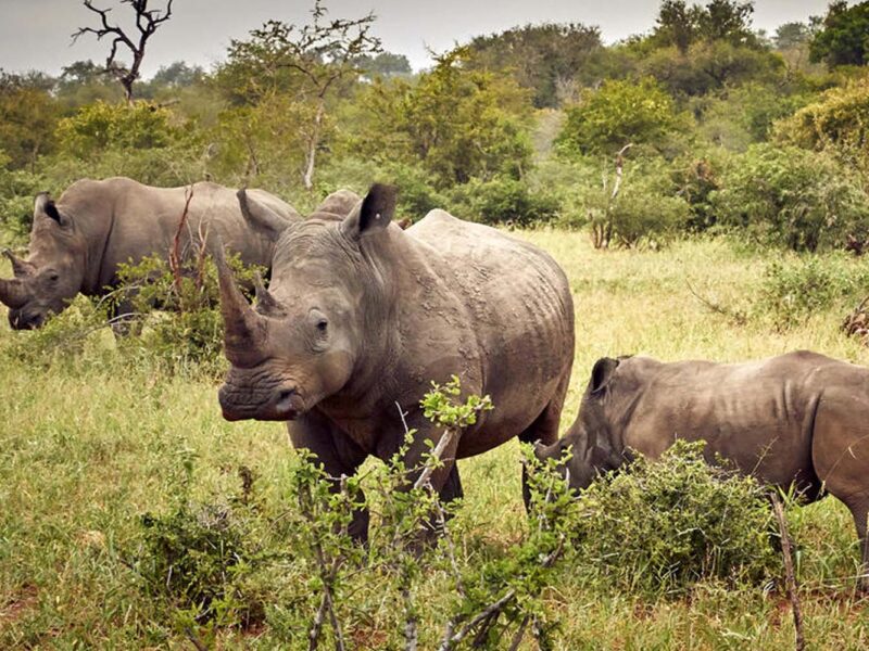 Uganda Big5 Wildlife Safari