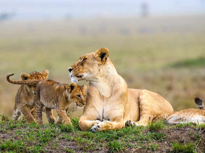 Africa Wildlife Safaris