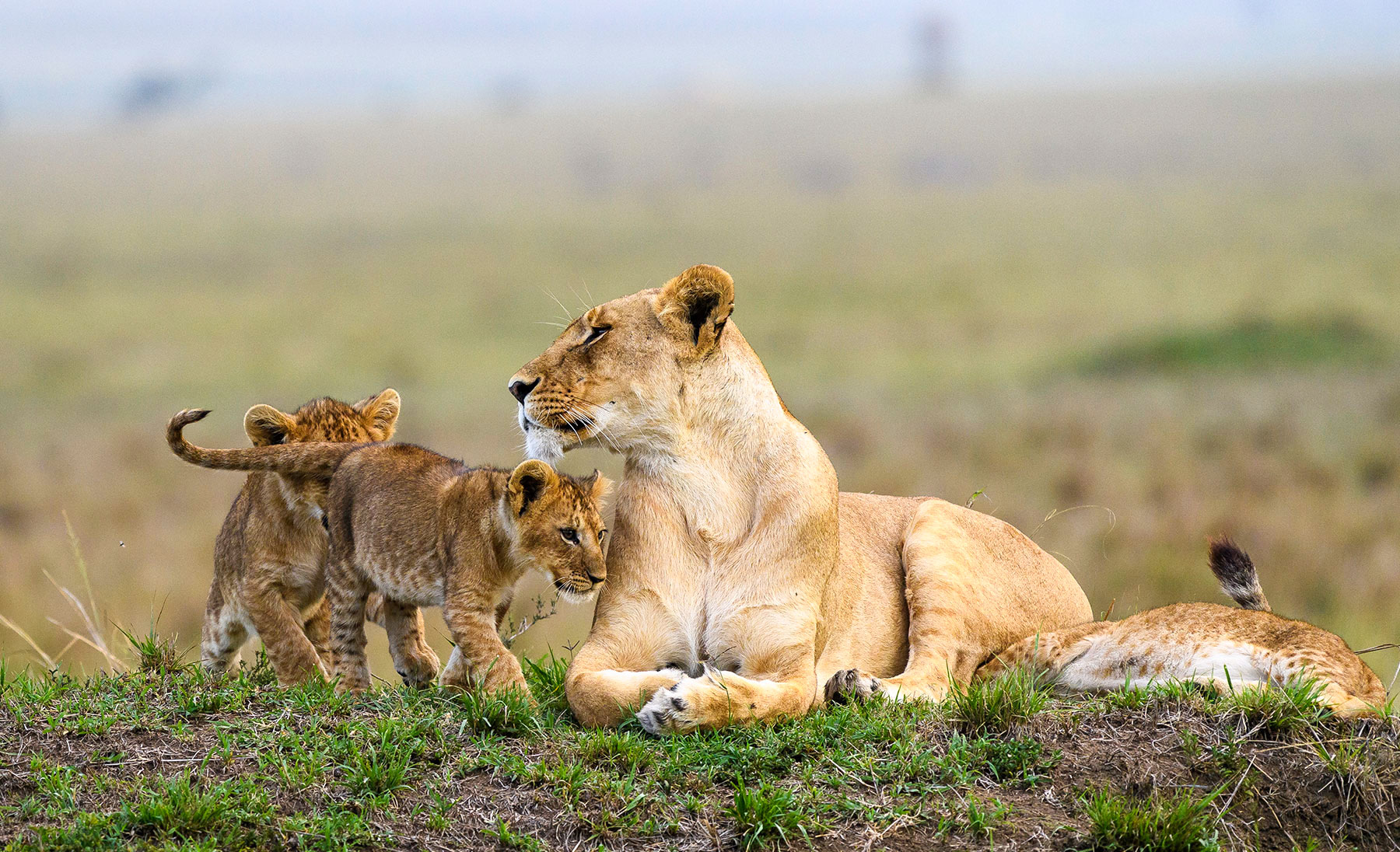 Africa Wildlife Safaris