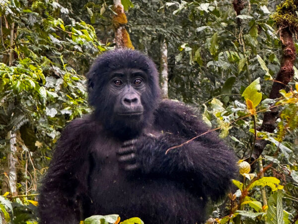 Uganda Gorilla Trekking Safari