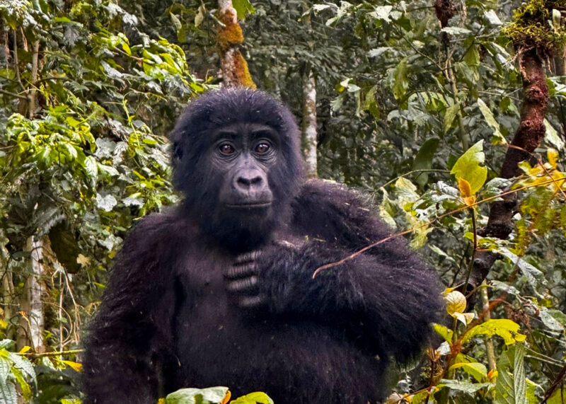 Uganda Gorilla Trekking Safari