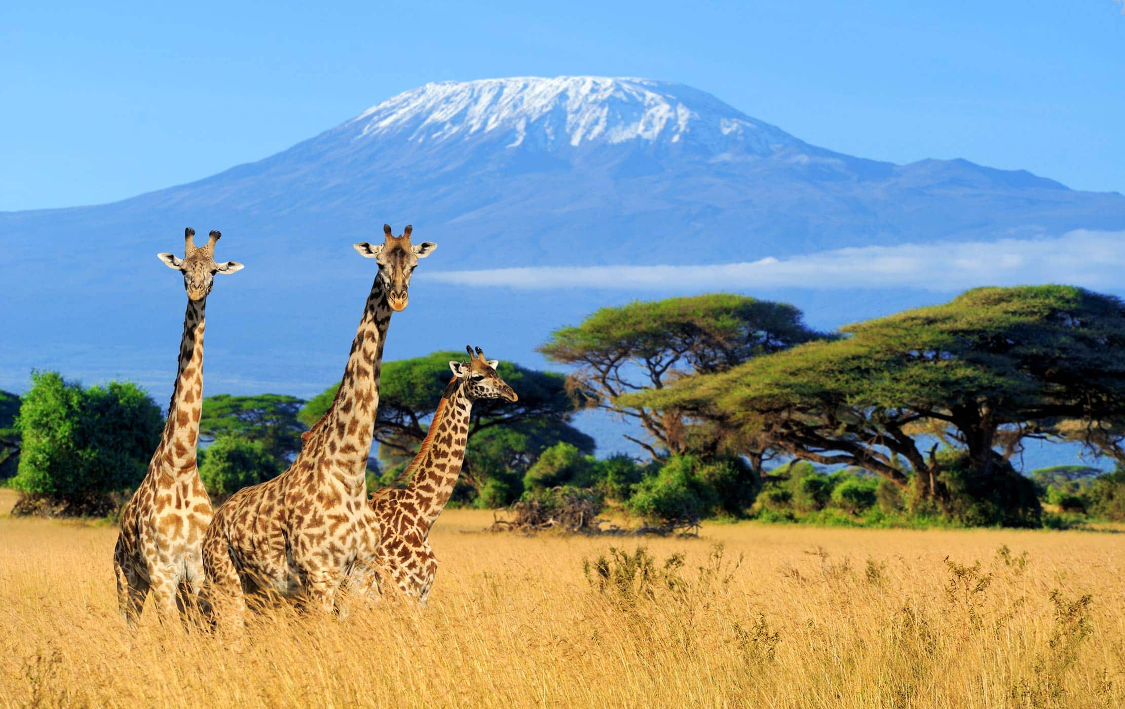 Tanzania Mountain Hiking Experience