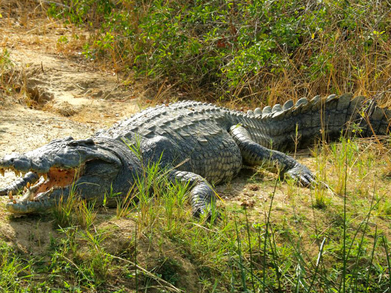 Nile Crocodile