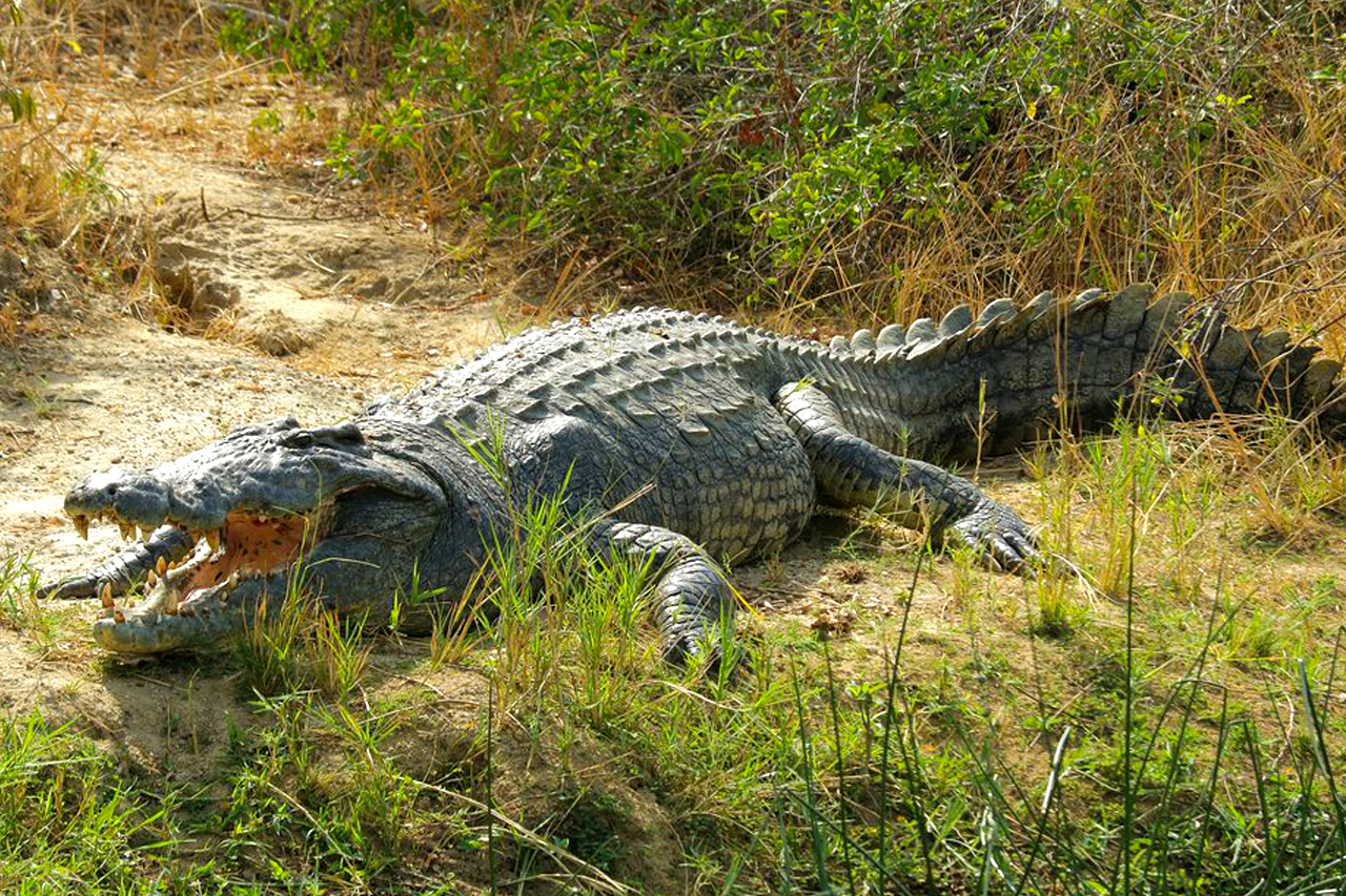 Nile Crocodile