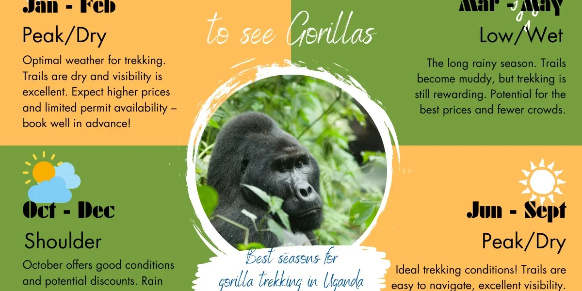 Do I Need a Permit for Gorilla Trekking