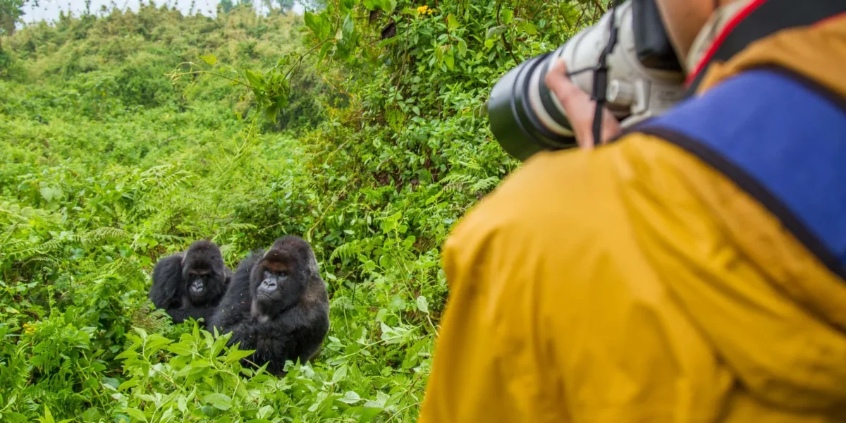 Bwindi Impenetrable National Park