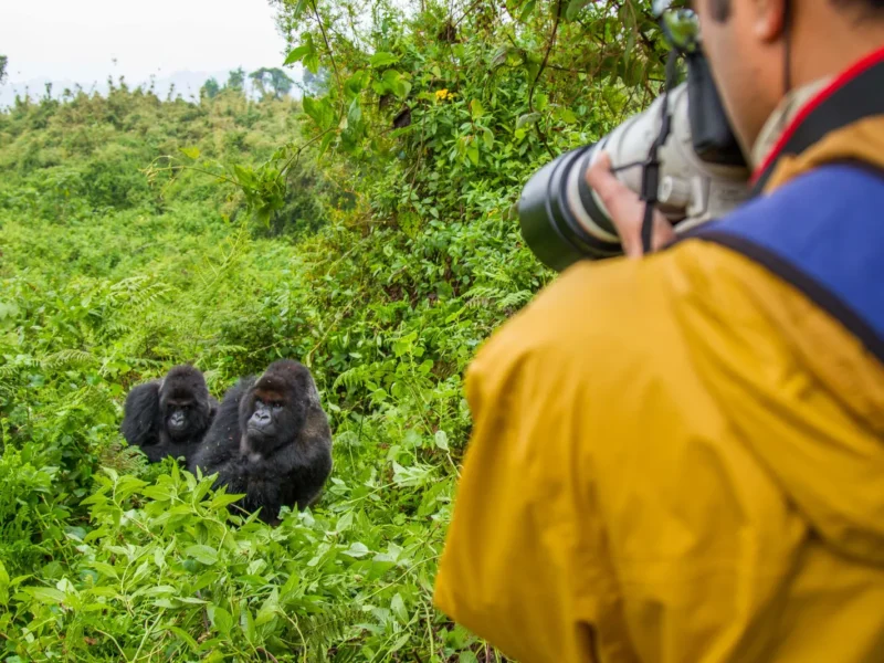 Bwindi Impenetrable National Park