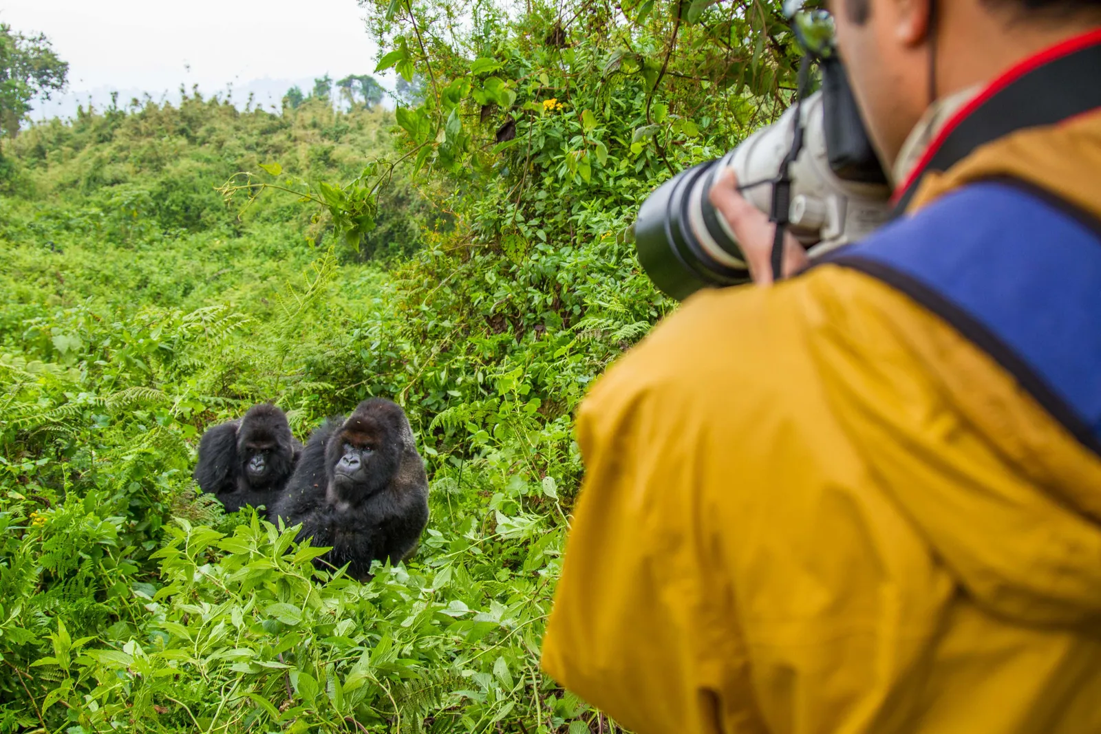 Bwindi Impenetrable National Park