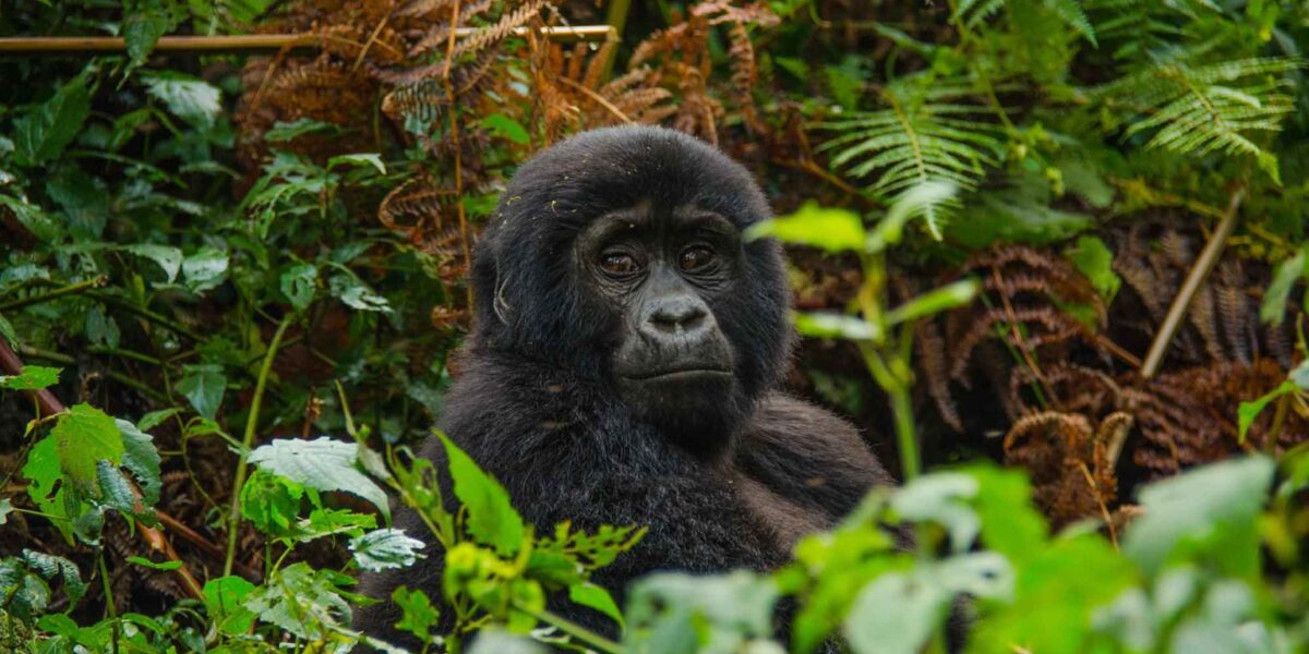 Bwindi Impenetrable National Park