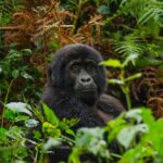 Bwindi Impenetrable National Park