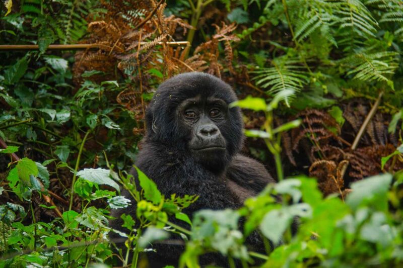 Bwindi Impenetrable National Park