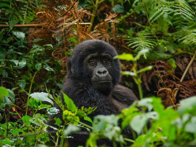 Bwindi Impenetrable National Park