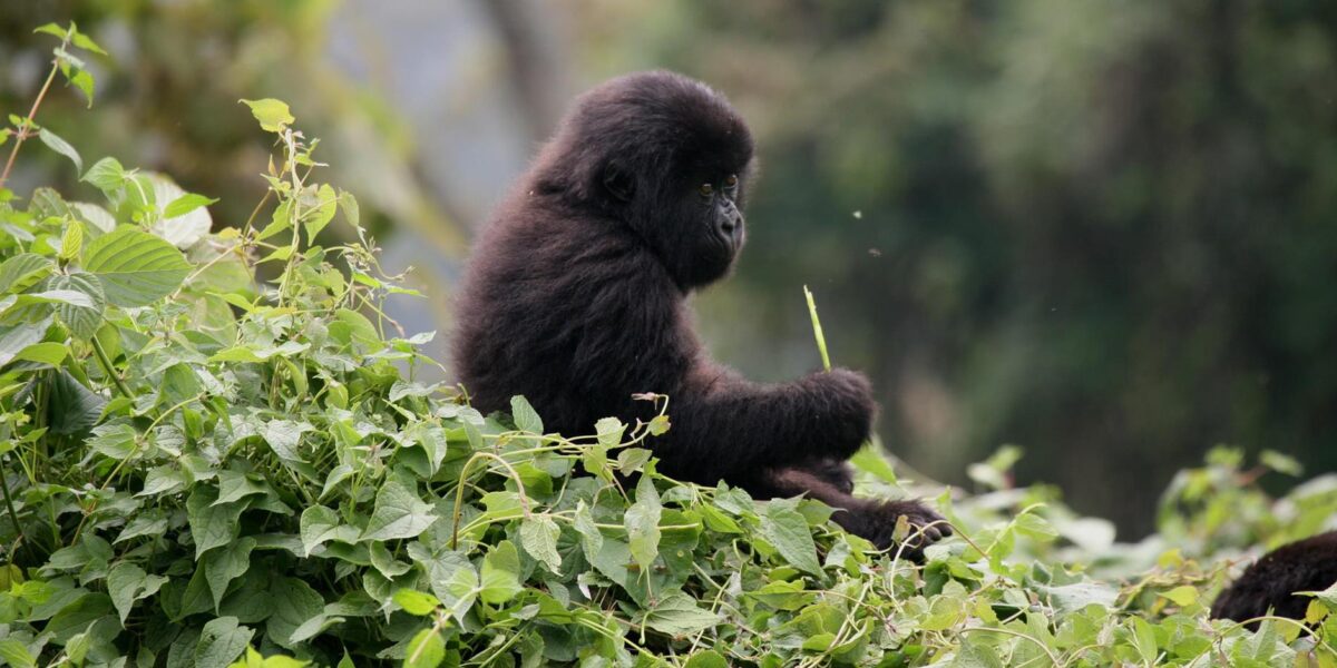 Bwindi Impenetrable National Park