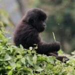 Bwindi Impenetrable National Park