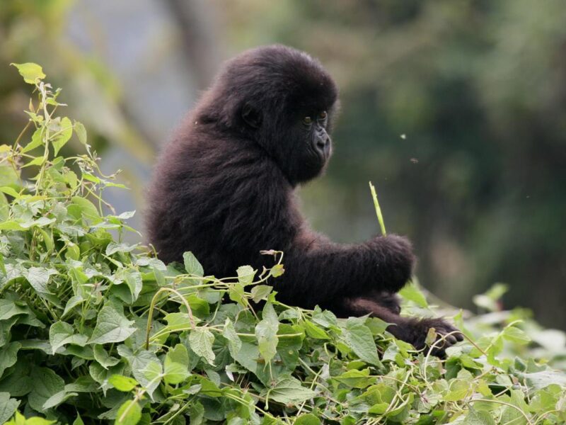 Bwindi Impenetrable National Park