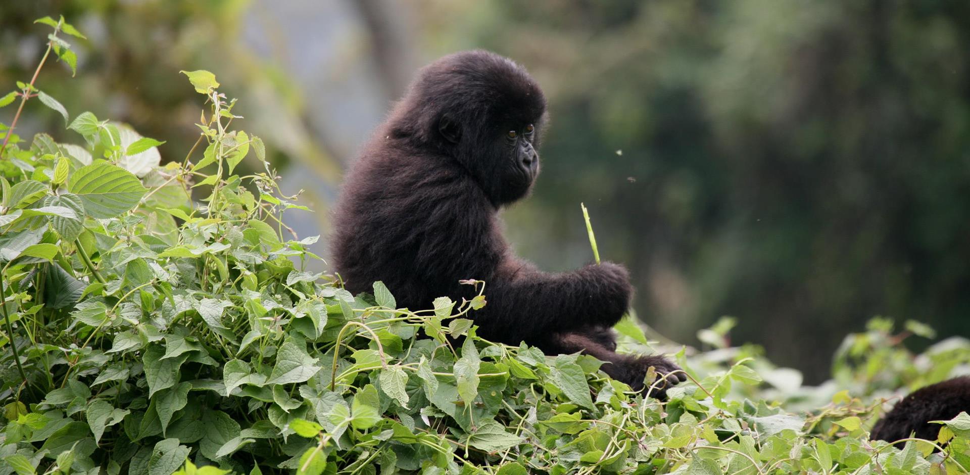 Bwindi Impenetrable National Park