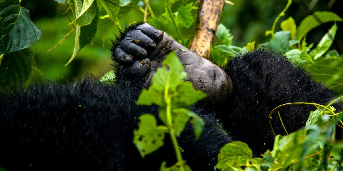 Bwindi Impenetrable National Park