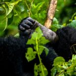 Bwindi Impenetrable National Park