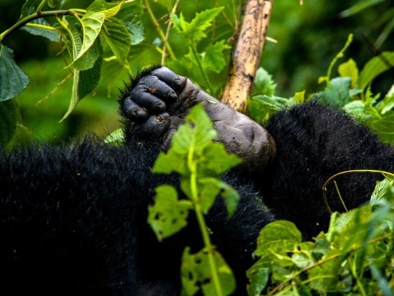 Bwindi Impenetrable National Park