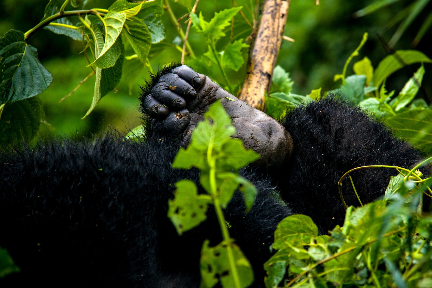 Bwindi Impenetrable National Park