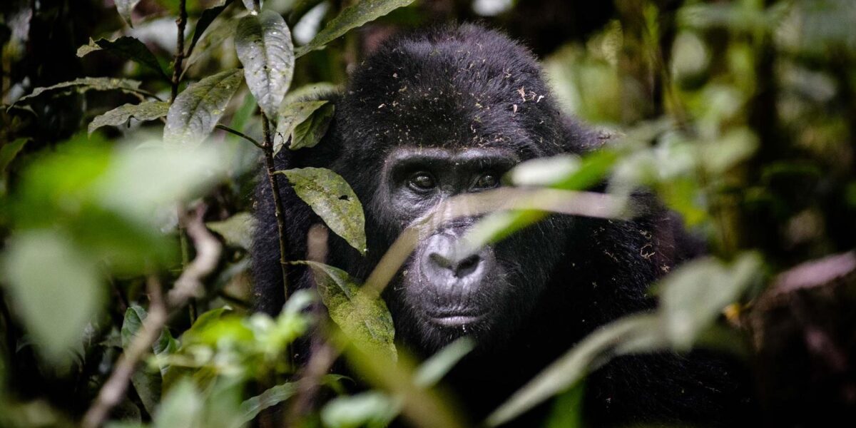 Bwindi Impenetrable National Park