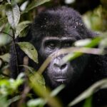 Bwindi Impenetrable National Park