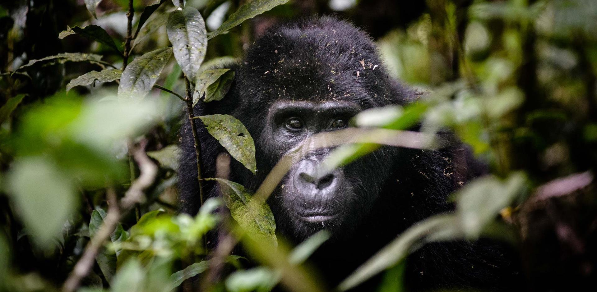 Bwindi Impenetrable National Park