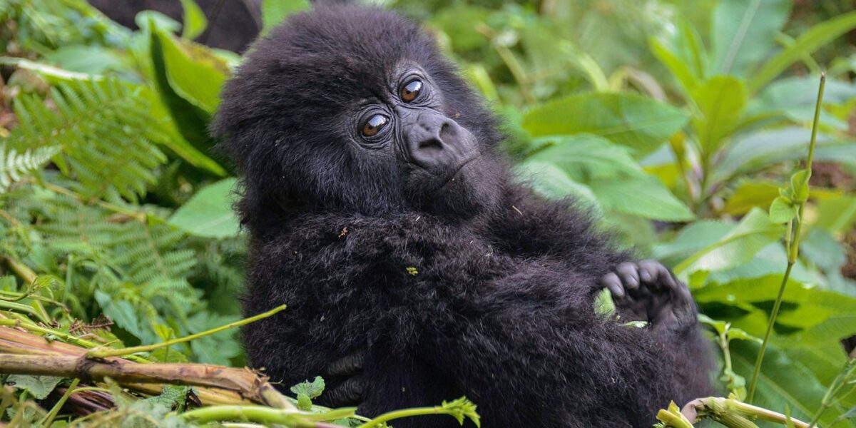 Africa Gorilla Tracking Safari