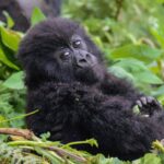 Africa Gorilla Tracking Safari