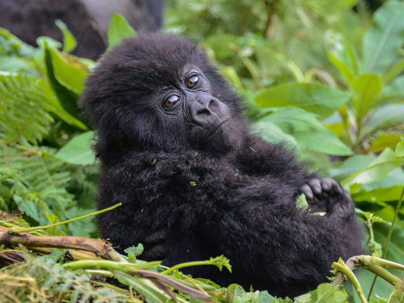 Africa Gorilla Tracking Safari