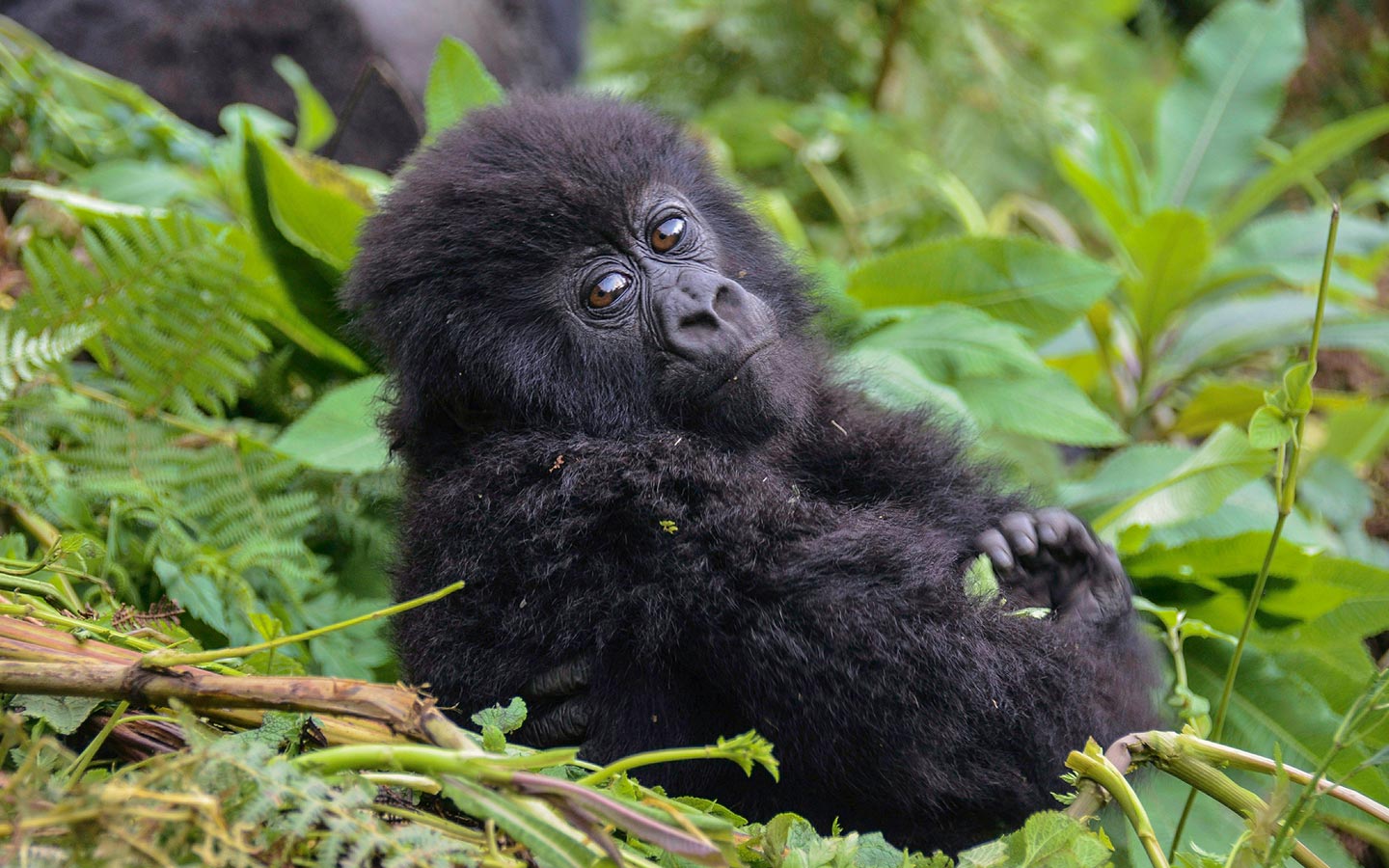 Africa Gorilla Tracking Safari