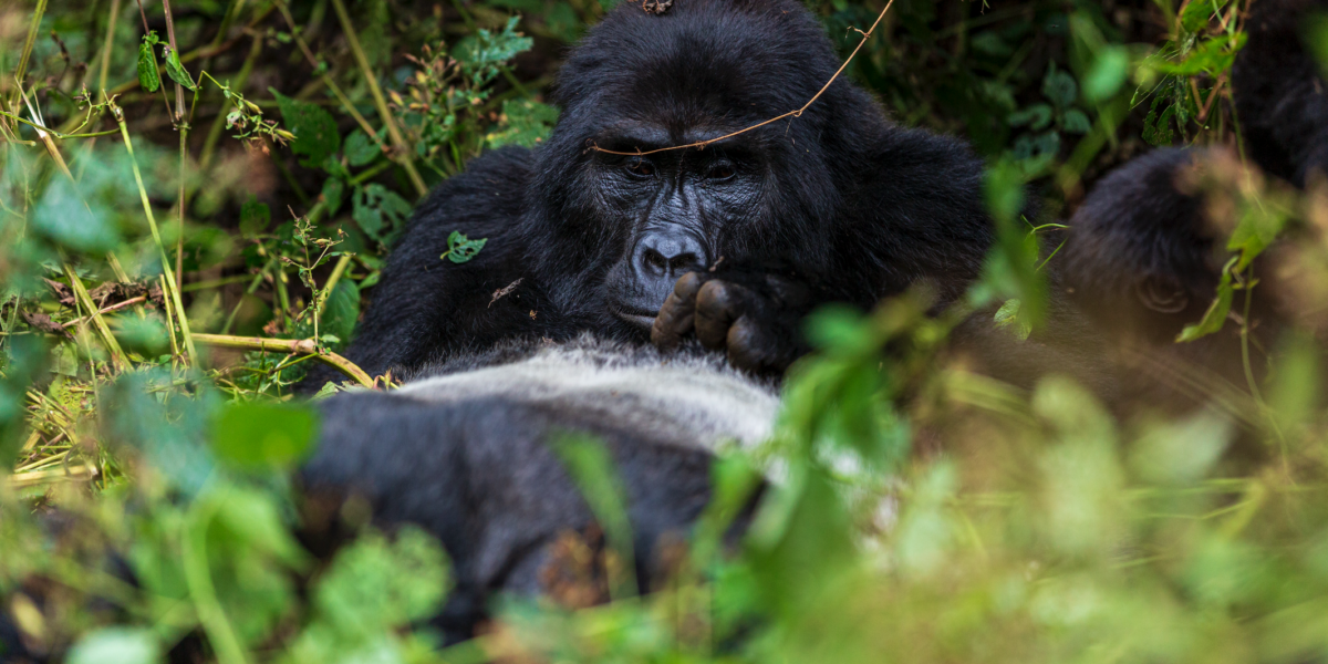 Africa Gorilla Tracking Safari