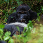 Africa Gorilla Tracking Safari