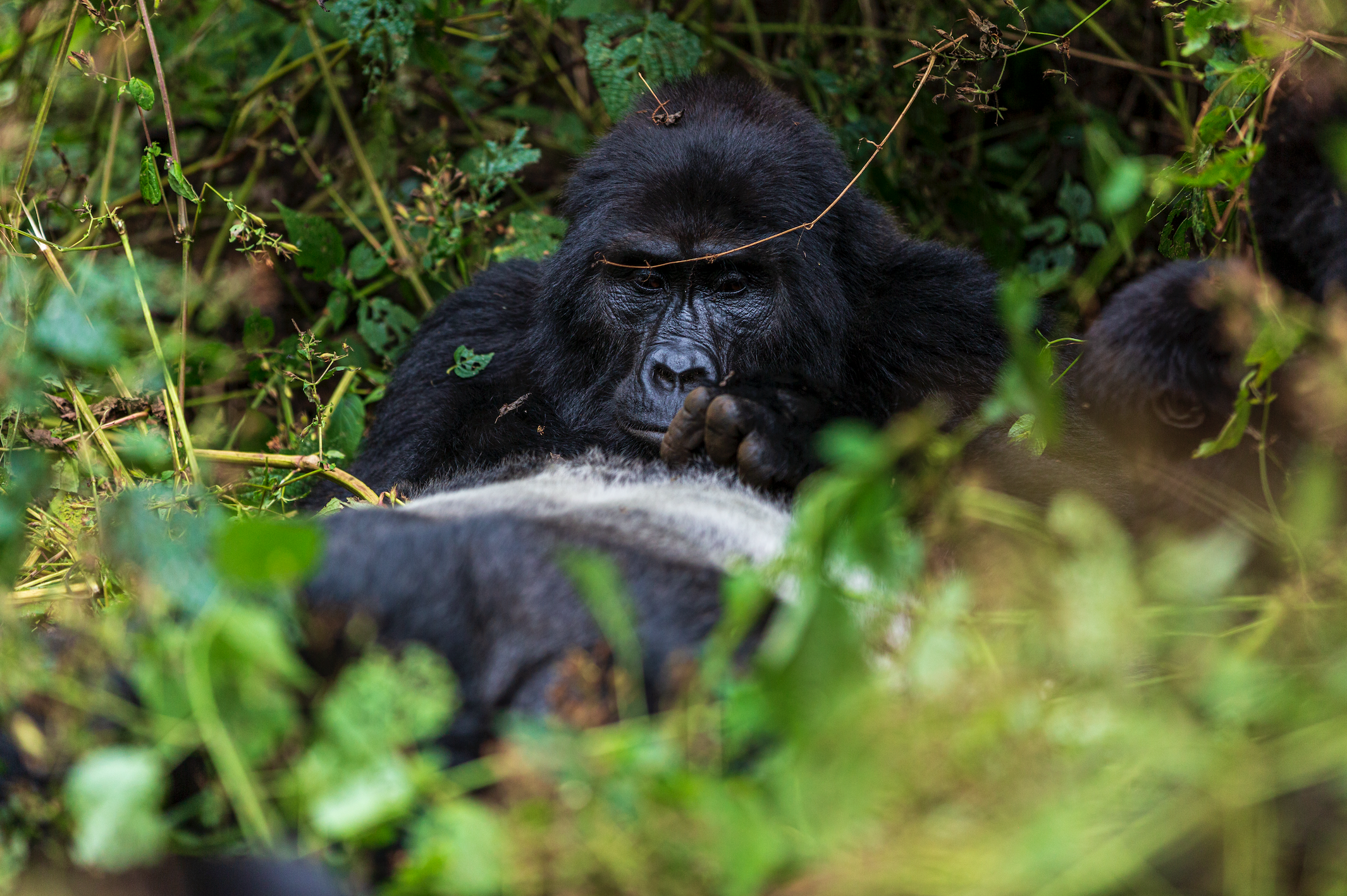 Africa Gorilla Tracking Safari