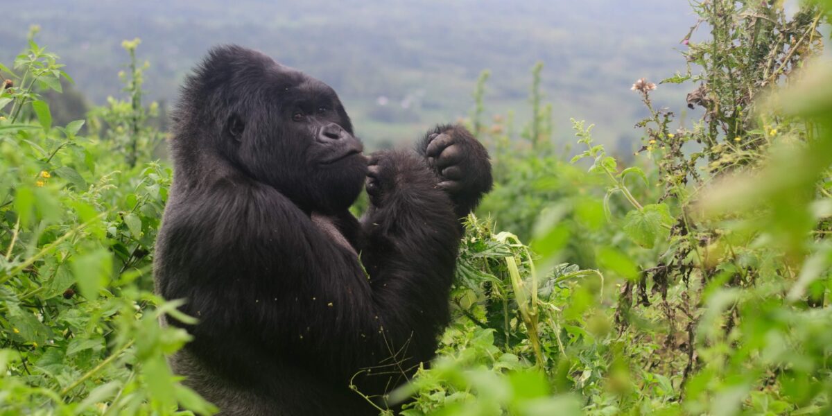 Rwanda Gorilla Tracking Safari