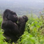 Rwanda Gorilla Tracking Safari