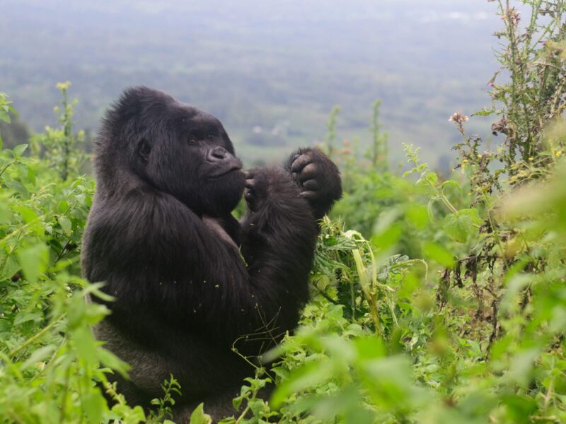 Rwanda Gorilla Tracking Safari