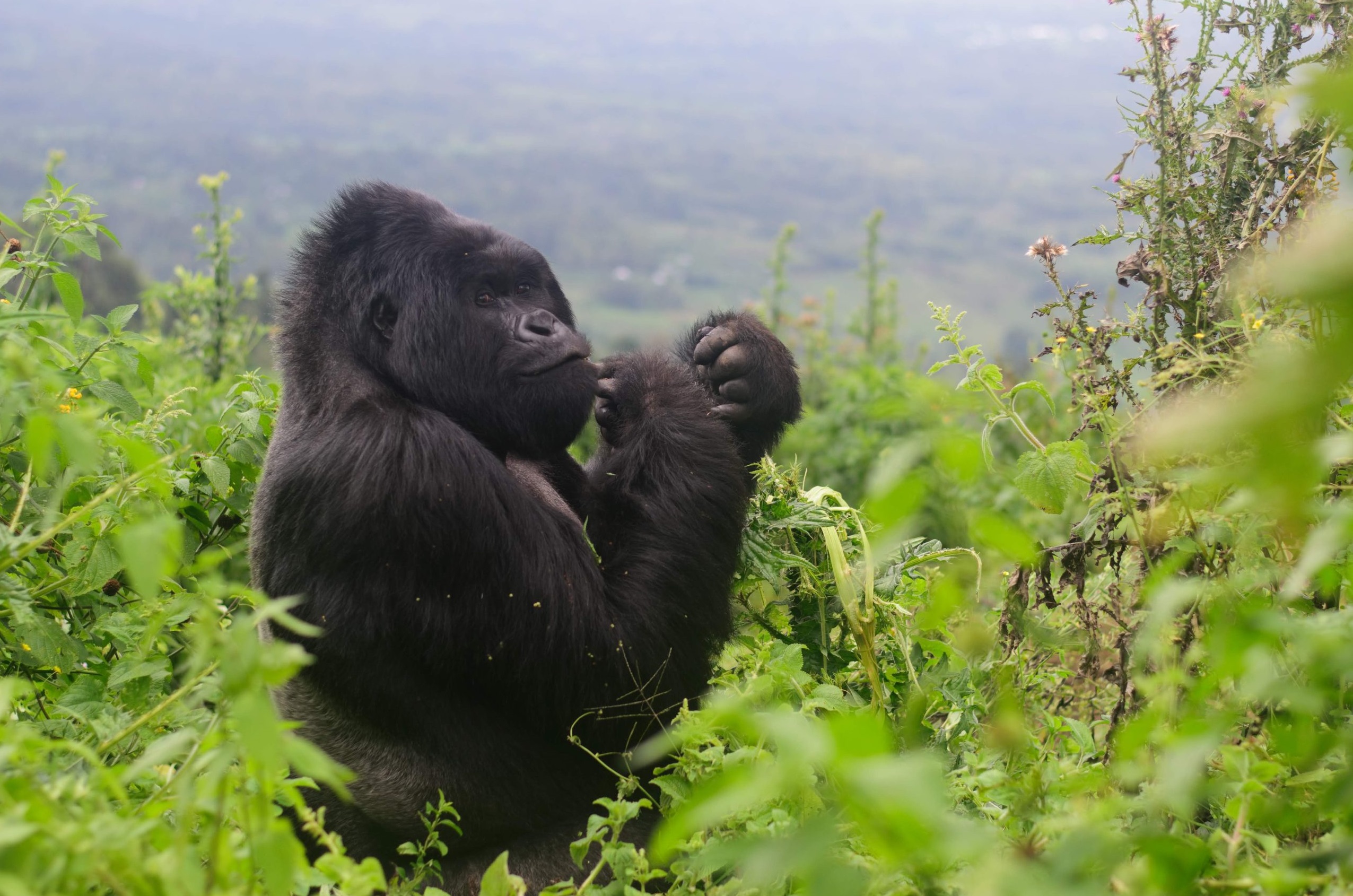 Rwanda Gorilla Tracking Safari